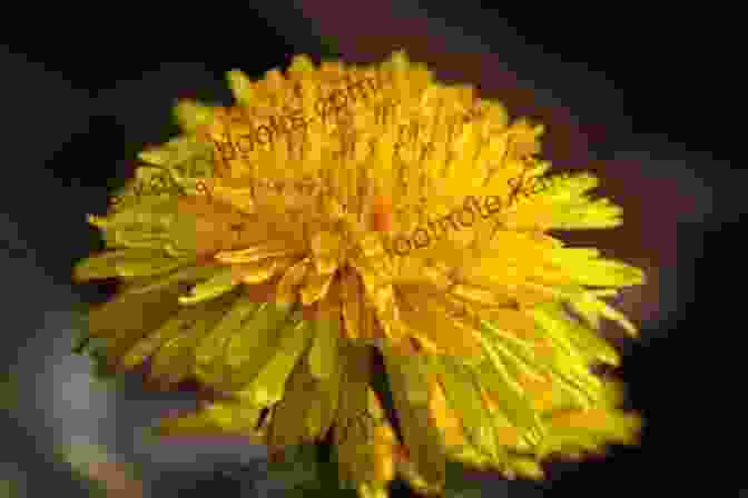 A Close Up Of A Dandelion Flower, Showcasing Its Delicate Beauty. The Wild Wisdom Of Weeds: 13 Essential Plants For Human Survival