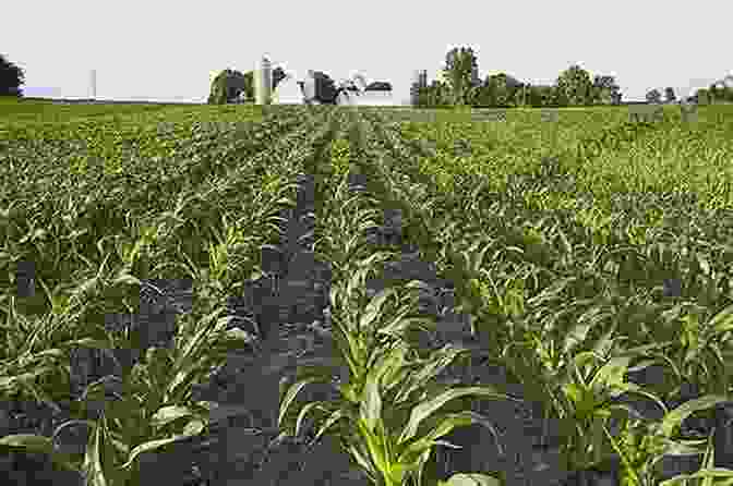 Maize Cultivation In The North American Heartland Feeding Cahokia: Early Agriculture In The North American Heartland (Archaeology Of Food)