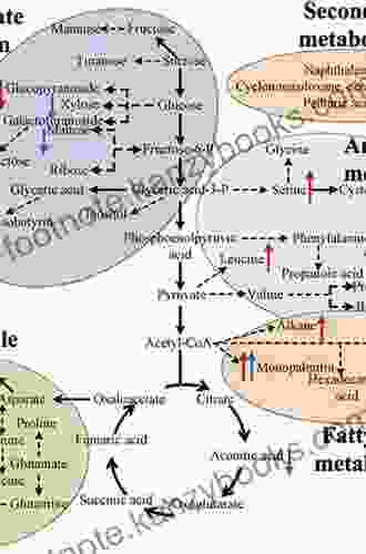 METABOLISM: Step By Step Guide To Metabolism